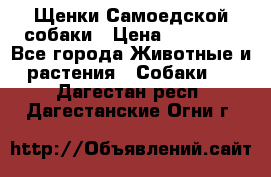 Щенки Самоедской собаки › Цена ­ 25 000 - Все города Животные и растения » Собаки   . Дагестан респ.,Дагестанские Огни г.